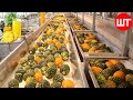 How pineapple juice is made in factory  modern fruit juice making technology  food factory