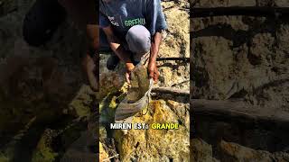 Esto se agarró hoy mi gente #pesca #viralrd #youtuberd #buceo #playa #aventura #viral #contenidord