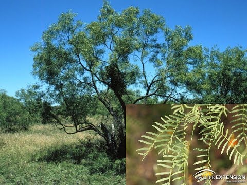 ვიდეო: Honey Mesquite Care: შეიტყვეთ თაფლის მესკიტის ხეების შესახებ პეიზაჟში