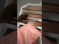 POV You Ordered A Brown Hoodie On A Random Tiktok Shorts Hoodies 