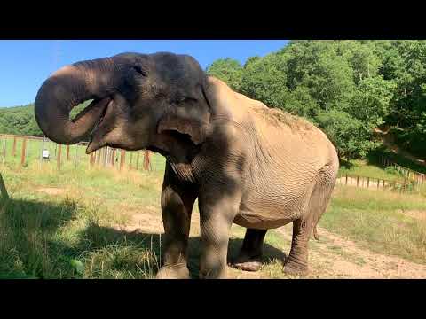 The Elephant Sanctuary | National Watermelon Day for Billie