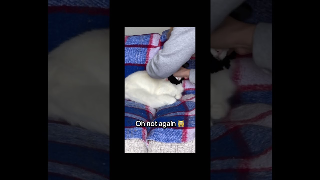 Mr. Chip the Cat unboxing: Teddy Edition 🧸👀 