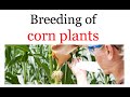 Breeding of corn plants