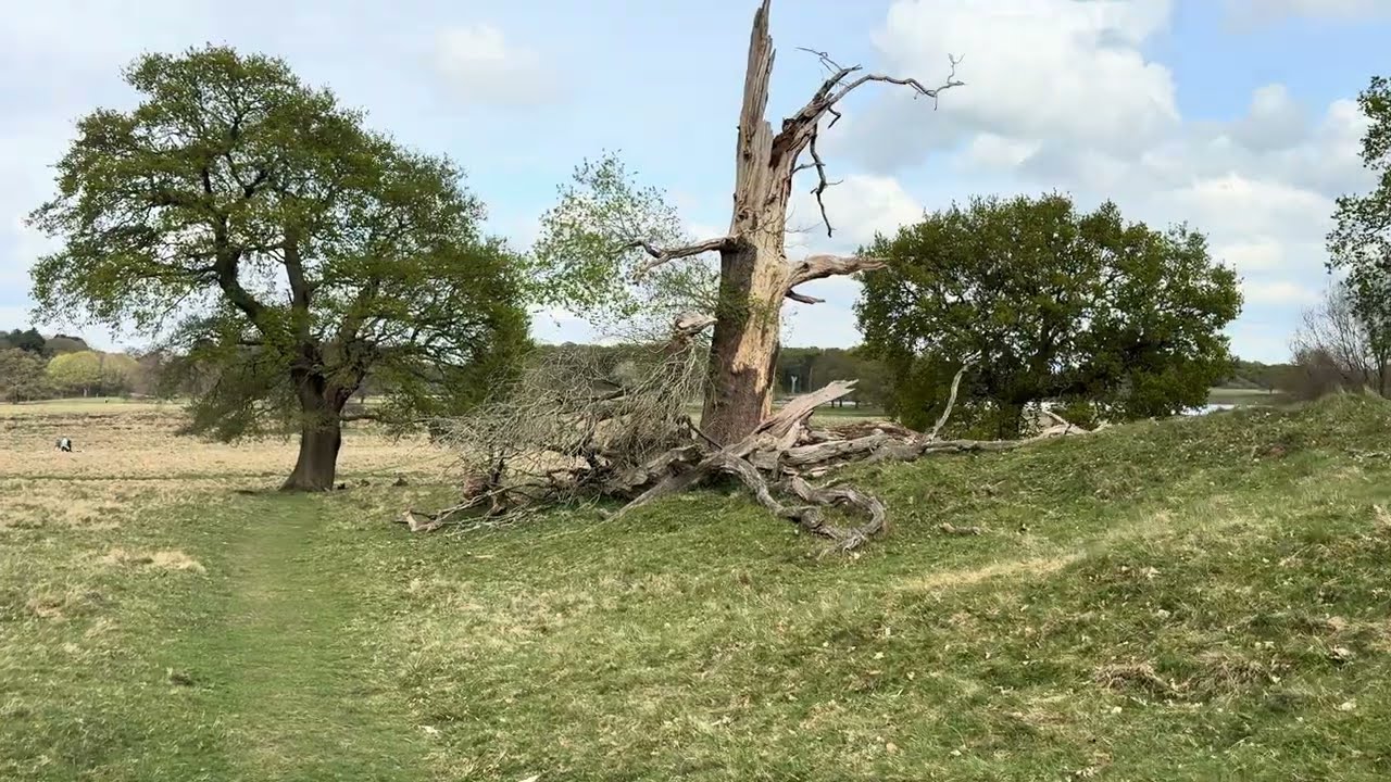 Tatton Park | Walking in 4K | Spring | Cheshire England
