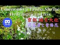 京都 嵐山 梅宮大社 紫陽花と花菖蒲 Japan Kyoto Arashiyma Umenomiya Taisha Shrine Hydrangea and Japanese iris