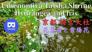 京都 嵐山 梅宮大社 紫陽花と花菖蒲 Japan Kyoto Arashiyma Umenomiya Taisha Shrine Hydrangea and Japanese iris