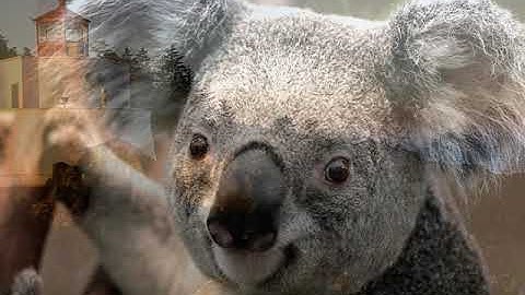 القارئ الشيخ علي حسين علي جبر الفاتحة وما تيسر من سورة البقرة