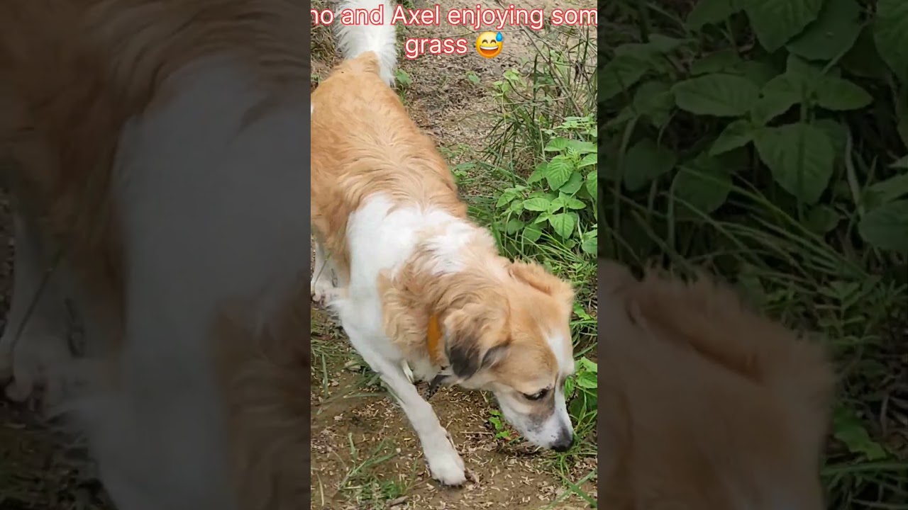 Music:Chasing the BreezeMusician:VN VideoEditor 