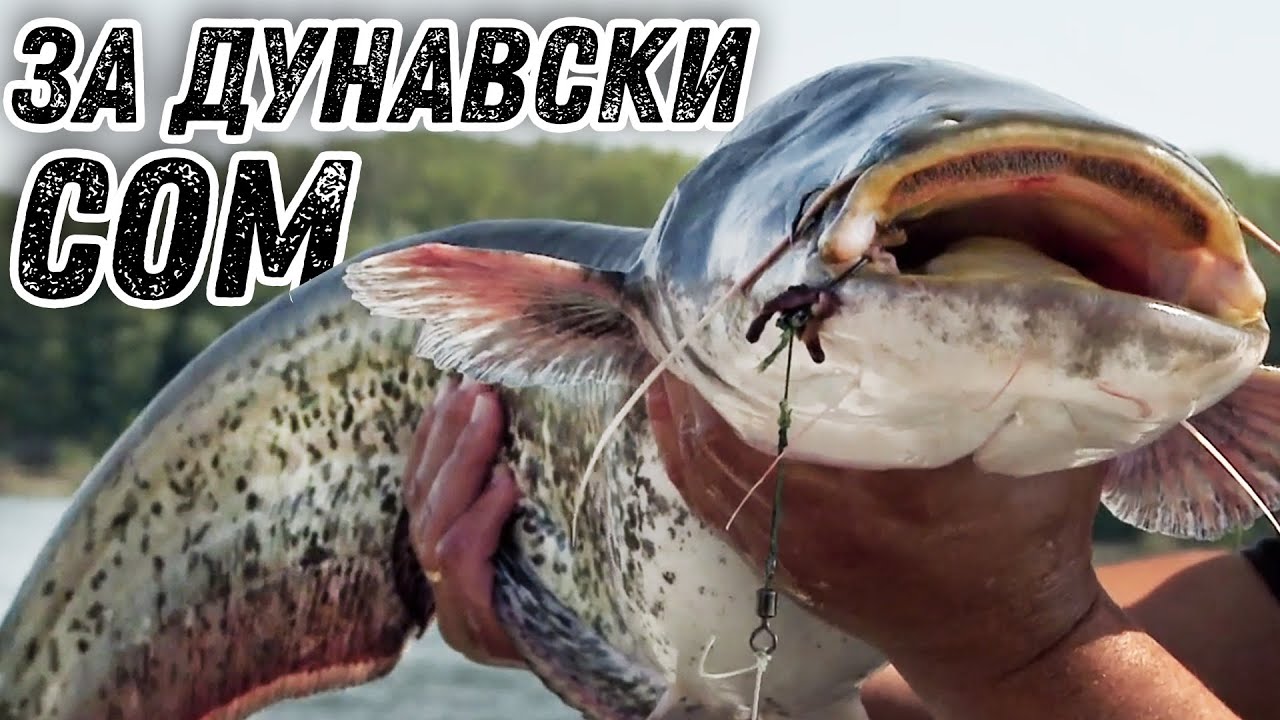 Как да си хванем сом на жива стръв? / Тайната на дунавския кльонк