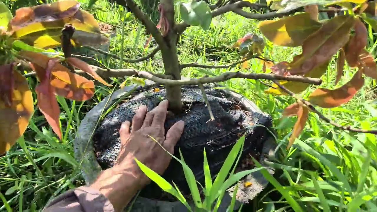 Đaban? Cuc lum 1côt gia 300k tai vuon  lh 0976241776