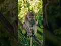 Monkey forest  ubud bali