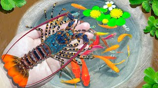 Amazing Catch Baby Lobsters In Small Ponds, Arhat Fish, Koi, Goldfish, Angelfish | Fishing Video