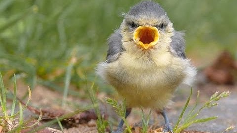 Funny Screaming Animals