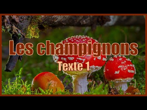 Vidéo: Est-ce que champignon est un adjectif ?