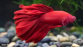 Super Red Betta Halfmoon Male | Tropicflow