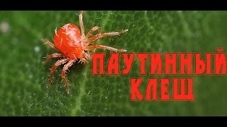 видео Красный плодовый клещ