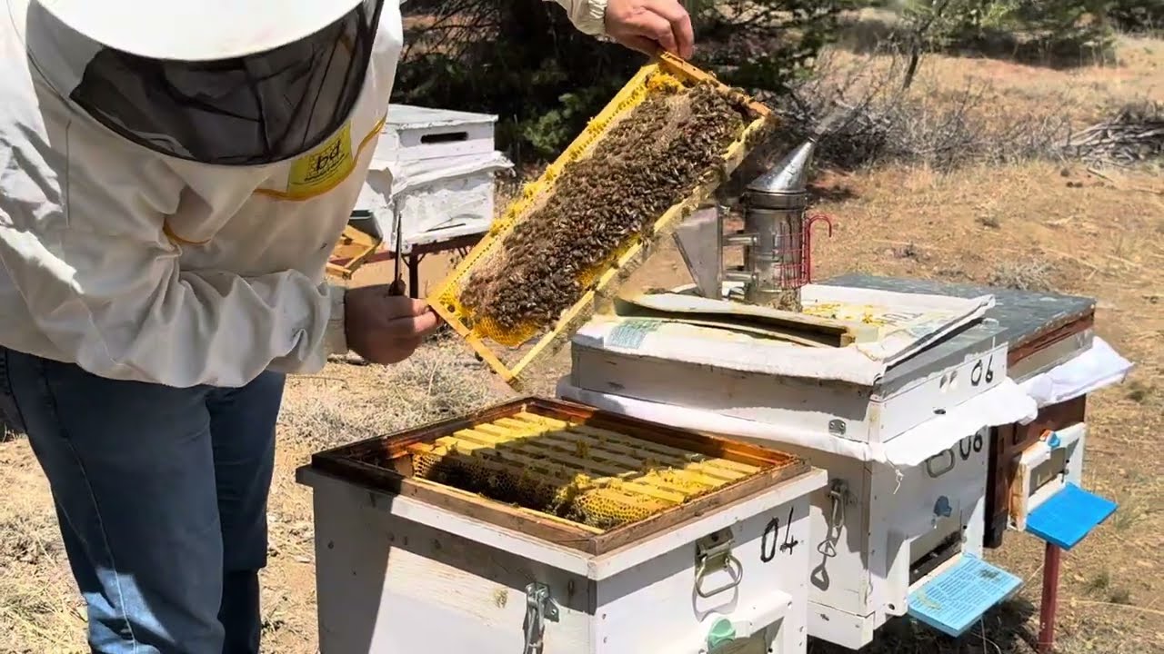 Hobi amacıyla bal üretimine başladım. #hobi #arı #production