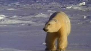 The Ultimate Guide - Bears (intro video)