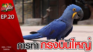 EP20.การทำกรงบินใหญ่ (How to build aviary)
