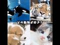 どの動物が好き? #可愛い #動物 #犬 #猫 #癒し