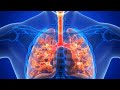 #airtrack #airpasang #respiratorysystem #nostrils #larynx #trachea #bronchi #alveoli #biology