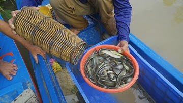 Nghề Lợp Cá Chạch Đồng, Mộc Hoá mùa Nước Nổi năm 2023 | Nét Quê #468