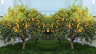 6 Tips To Grow Ton Of Lemons On Just 1 Tree