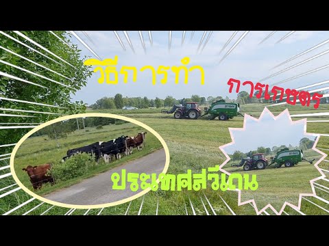 วิธีการทำเกษตร ประเทศสวีเดน/วิถีไทยในเมืองฝรั่ง