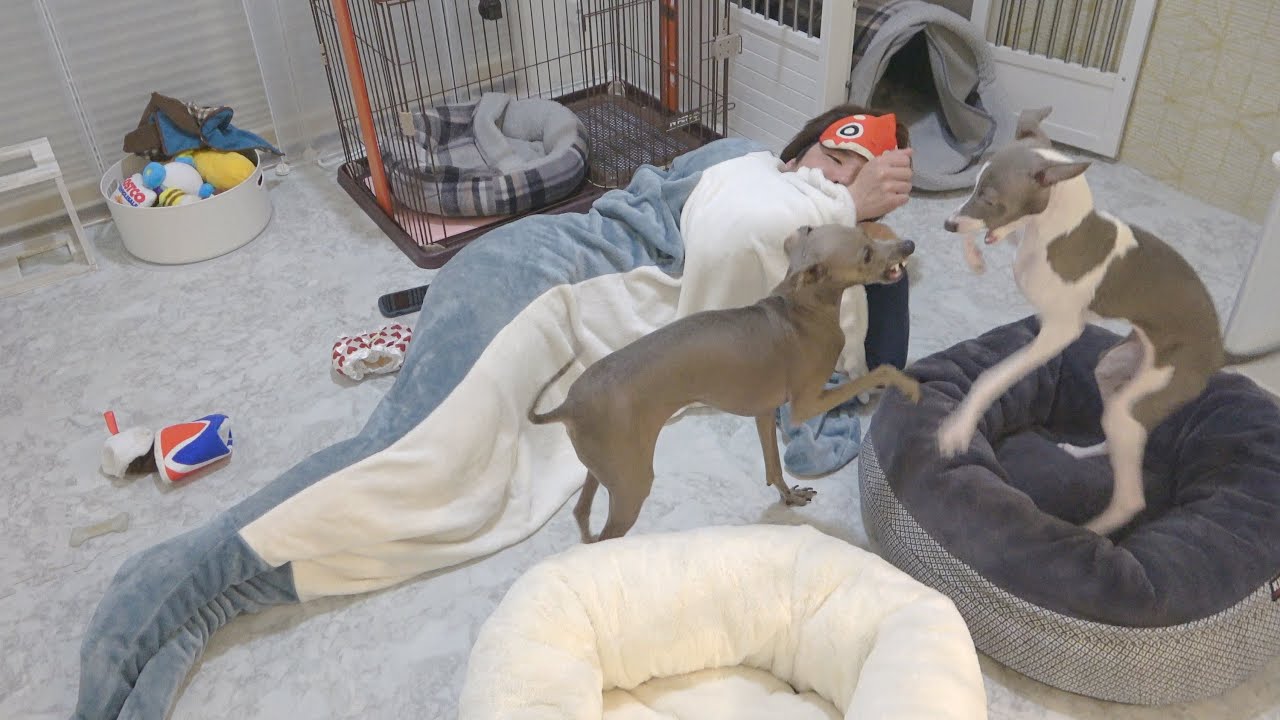 犬部屋で朝まで一緒に寝てみたらワンプロが始まってしまったwww【イタグレ】