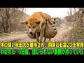 【奇跡の実話】体の弱い秋田犬が虐待され、両肩に重い石袋を2つ背負わされた…しかし5分後、誰も想像できなかった出来事が起こる！