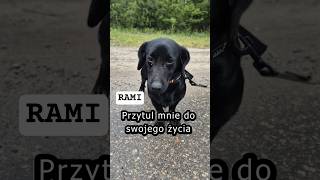 Rami - Jest Gotowy Do Pokochania I Adoptowania Czytaj Opis