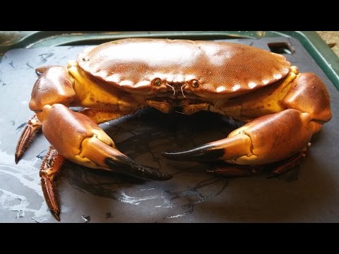 how-to-dispatch,-cook-and-dress-a-fresh-crab.
