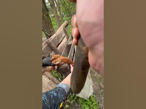 Отрубил голову🐔 - YouTube