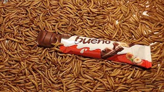 Mealworm Army vs Kinder Bueno Timelapse (4K)