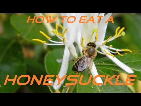 ቪዲዮ: የ Honeysuckle ምንድን ነው እና እንዴት ጠቃሚ ነው?