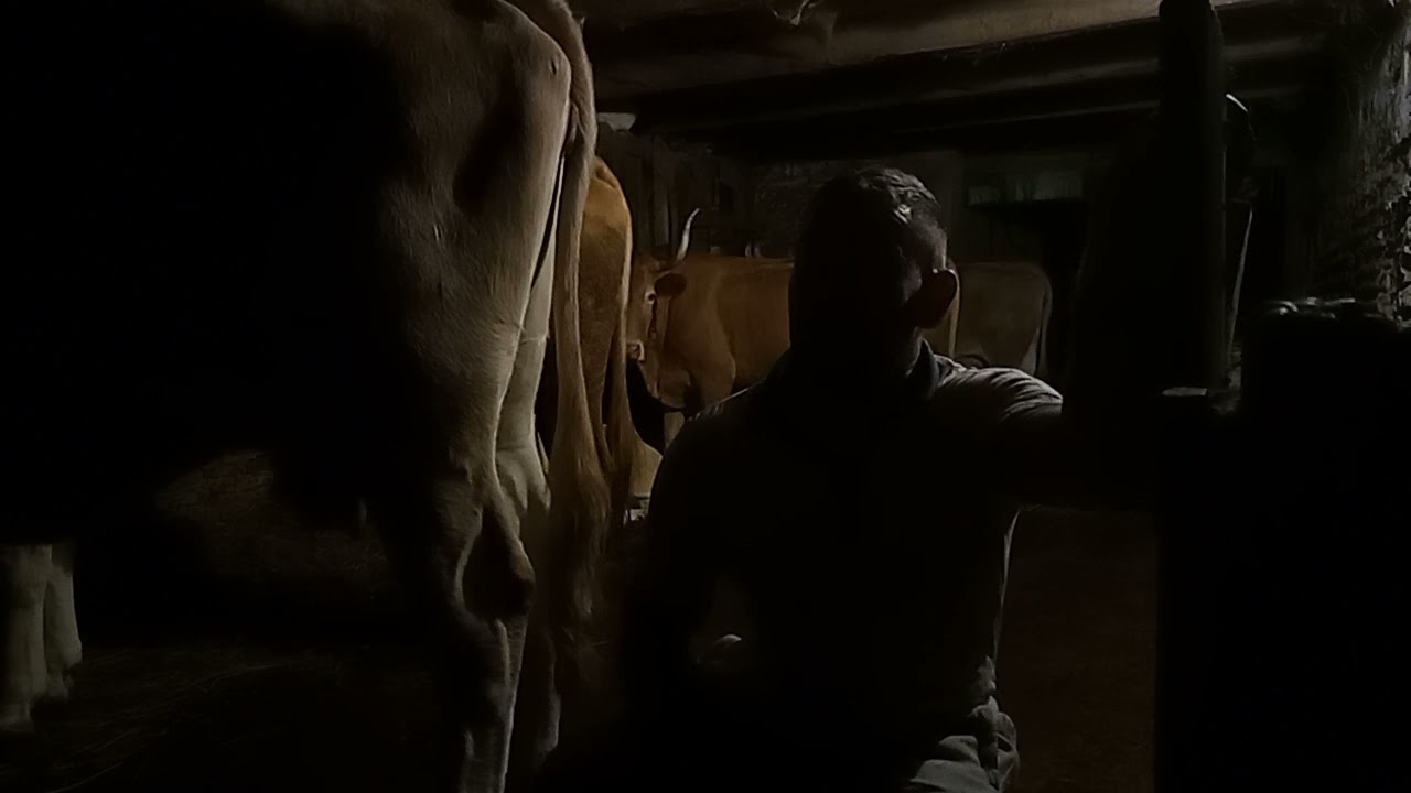 paillage manuel des vaches en étable entravée