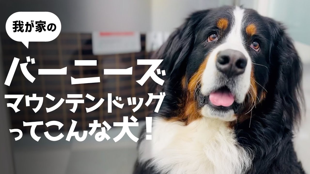 一般的なバーニーズマウンテンドッグの特徴と我が家のバーニーズを比べてみた‼️