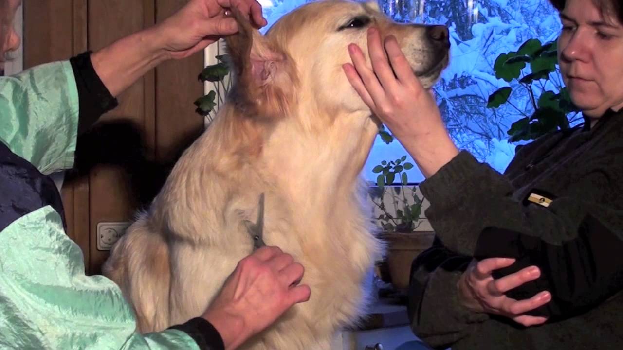 Golden retriever grooming3/Стрижка золотистого (голден) ретриера3