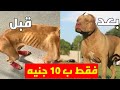 ١٠ جنيه فقط علاج النحافه تسمين الكلب النحيف وتحويله أسد 