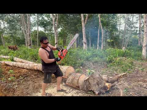 Memotong kayu karet