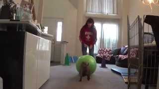 Treibball Skills W14 Week Old Dracarys The Pit Bull Pup Video Mah00802