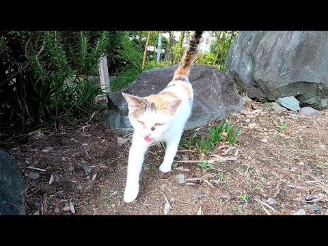 よく喋る三毛猫ちゃん、モフられにやって来た