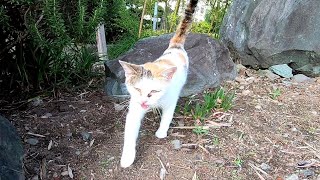 よく喋る三毛猫ちゃん、モフられにやって来た
