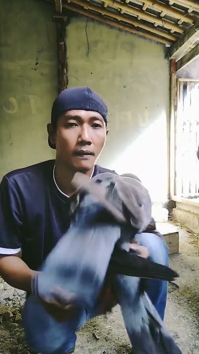 Download lagu First chick of Giring, semi jablay breed, June 23, 2023