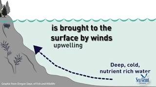 15 Second Science - Upwelling