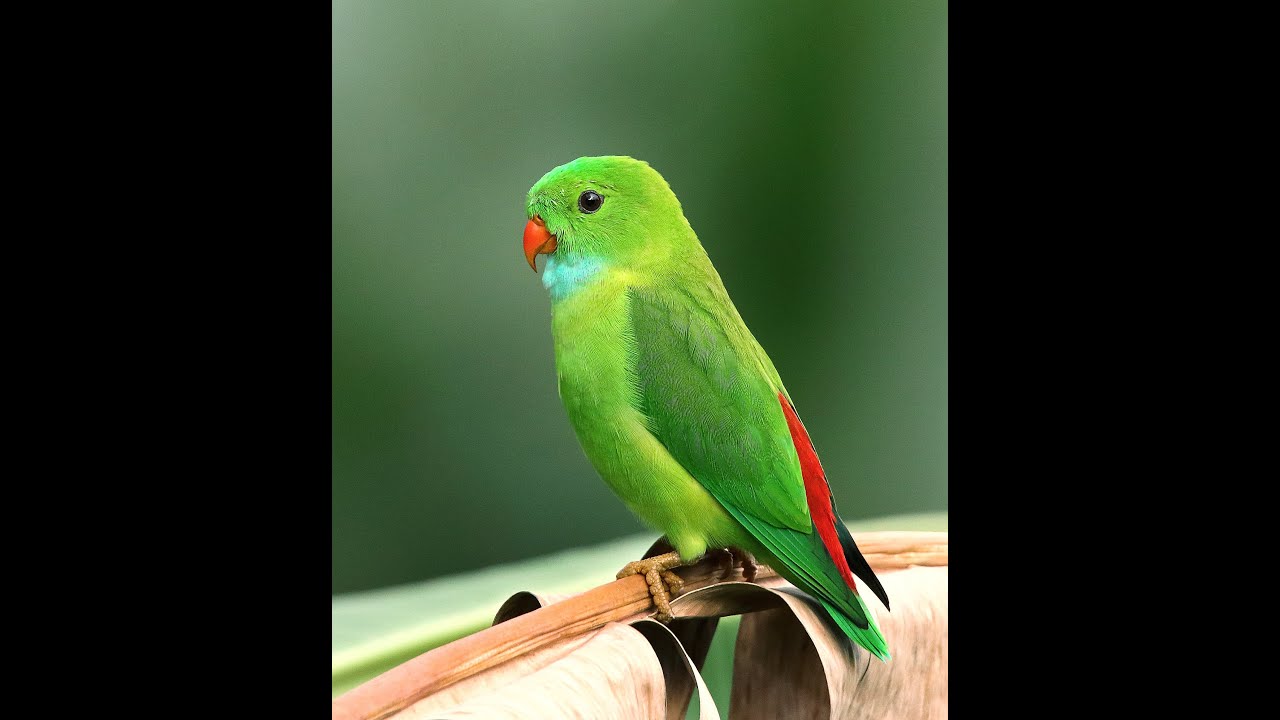 Mes inséparables!!! Fischer's lovebird RELAXATION DIAMANT 