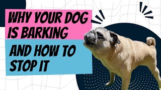 Why Your Dog is Barking and How to Stop It