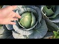 Harvesting Cabbage from my garden | Happy Plants | Urdu/Hindi