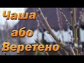 Веретено або Чаша для персика. Найкраще формування крони персика. Обрізка на веретено чи чашу?