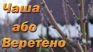 Веретено або Чаша для персика. Найкраще формування крони персика. Обрізка на веретено чи чашу?